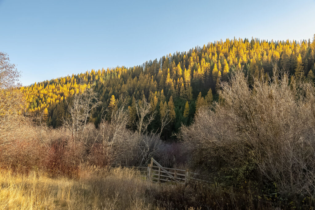 Western Larch glowing gold in late fall light