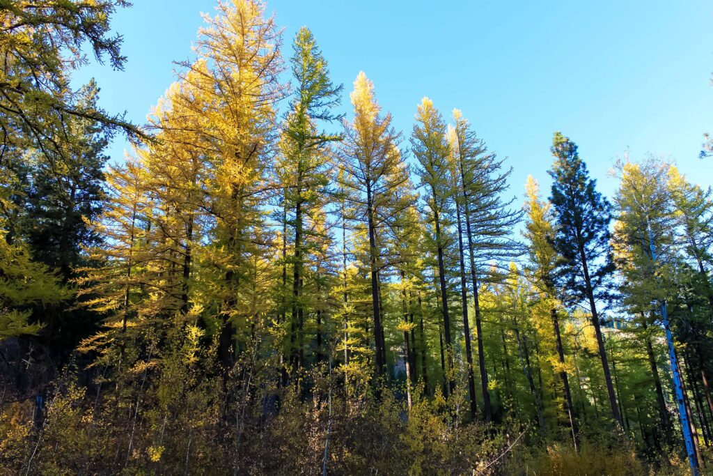 Western Larch transitioning to needleless form