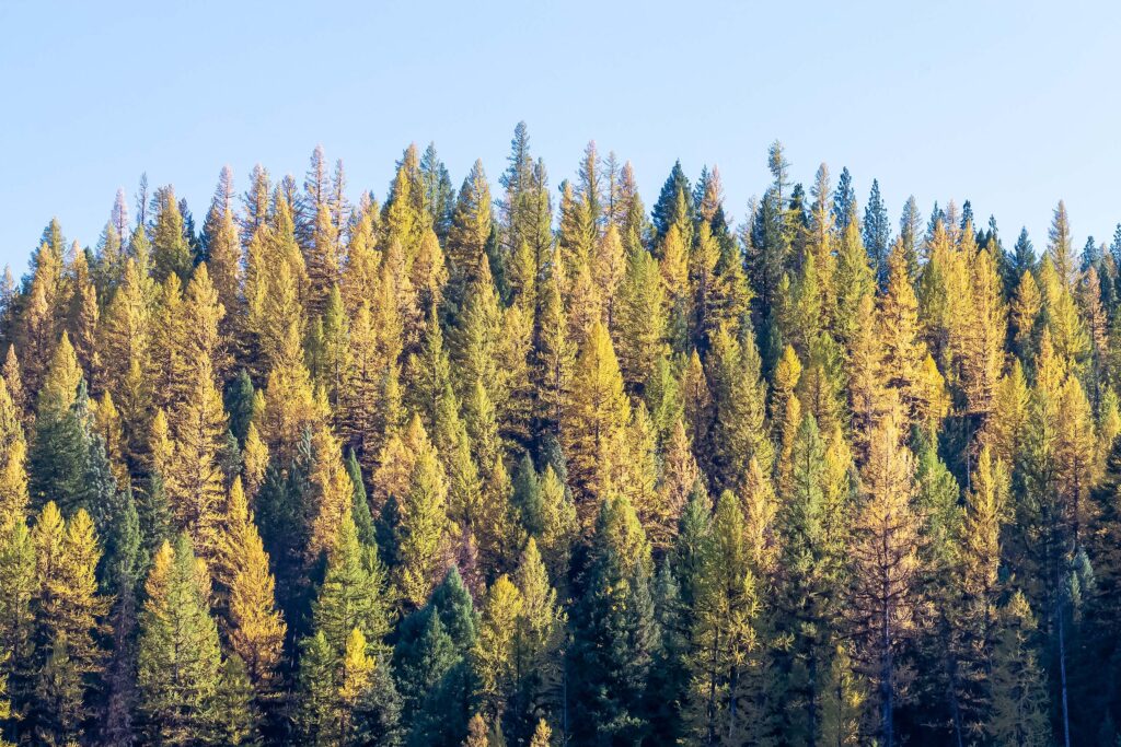 Western Larch losing needles late fall