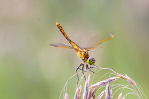 Immature male colored mostly yellow with diagnostic markings on thorax and abdomen