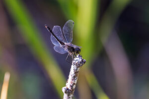 Adult male is an inch long and is all black (face, legs, thorax and abdomen)