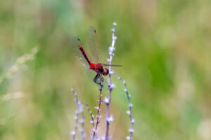 Deep red adult male atop thin flower stem.