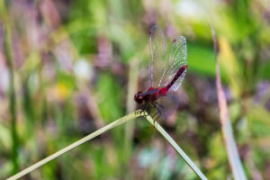Sideview of Cherry-faced Meadowhawk in obelisk posture on grass stem