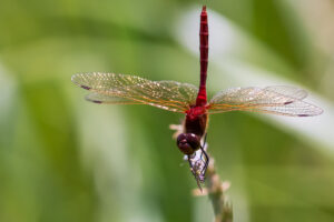 Close-up of male Cherry-faced Meadowhawk in obelisk posture; note deep cherry color of face and eyes.
