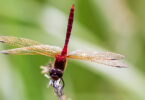 Front facing Cherry-faced Meadowhawk in obelisk posture.