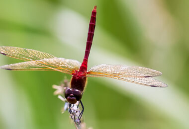 Front facing Cherry-faced Meadowhawk in obelisk posture.