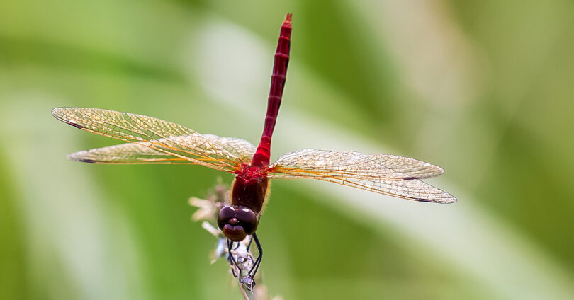 Front facing Cherry-faced Meadowhawk in obelisk posture.