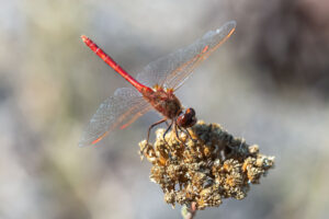Note the saffron colored front wing edge of Saffron-winged Meadowhawk raising abdomen towards sun