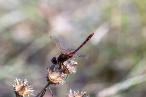 Adult male Saffron-winged Meadowhawk in obelisk; note lack of black markings on abdomen (diagnostic)