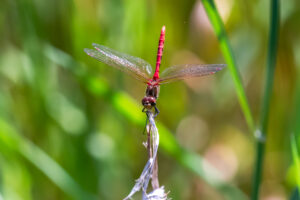 Front facing Striped Meadowhawk in obelisk posture on dried grass stem