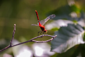 Bright red adult male on bare twig; black marked abdomen held vertical