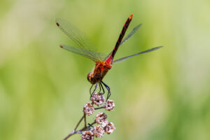 Red colored adult male with black markings on sides of abdomen color covering ventral area