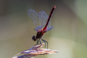 Identified by white face and triangular black markings on abdomen